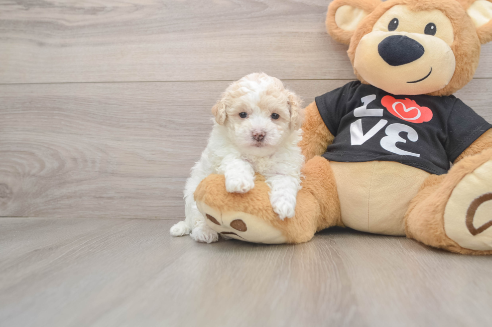Energetic Malt a Poo Poodle Mix Puppy