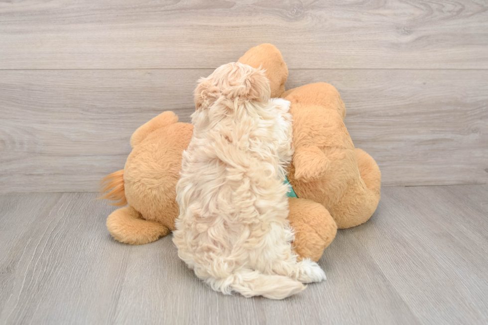 Maltipoo Puppy for Adoption