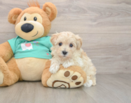 7 week old Maltipoo Puppy For Sale - Premier Pups