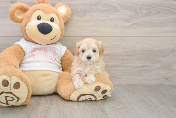 Happy Maltipoo Baby