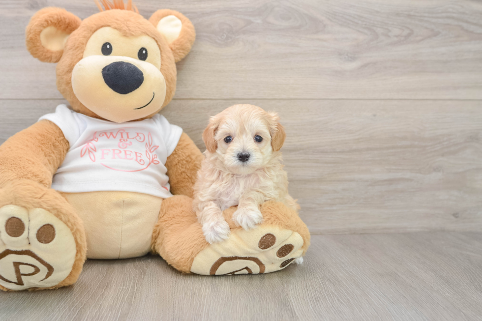 Happy Maltipoo Baby