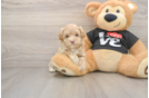 Best Maltipoo Baby