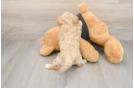 Cute Maltipoo Baby