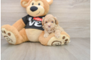 Maltipoo Pup Being Cute