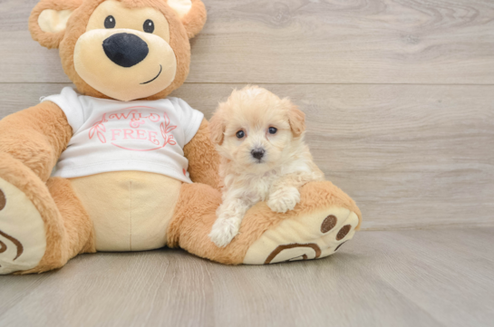Little Multipoo Poodle Mix Puppy