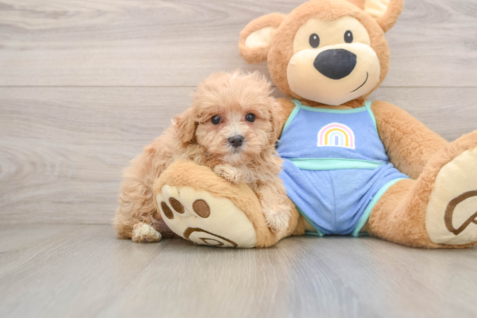 Maltipoo Puppy for Adoption