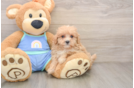 Hypoallergenic Moodle Poodle Mix Puppy