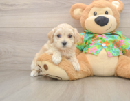 8 week old Maltipoo Puppy For Sale - Premier Pups