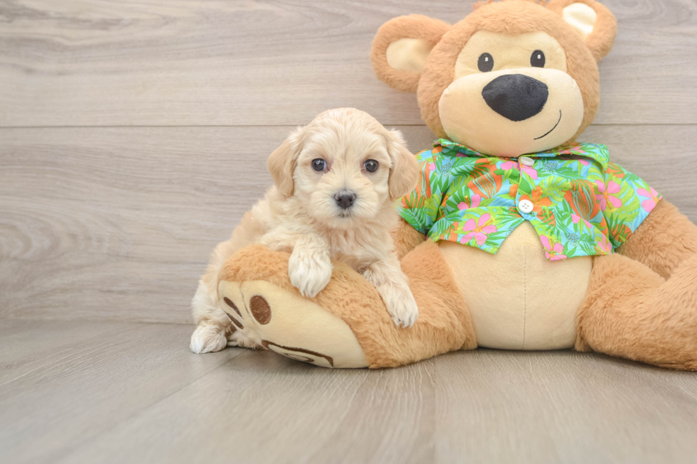 Cute Maltipoo Baby