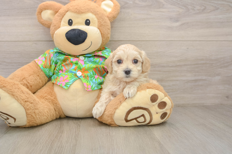 Playful Maltese Poodle Poodle Mix Puppy