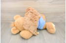Popular Maltipoo Poodle Mix Pup