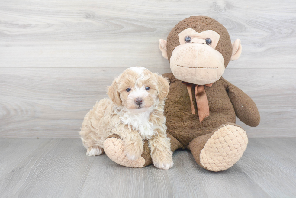 Best Maltipoo Baby