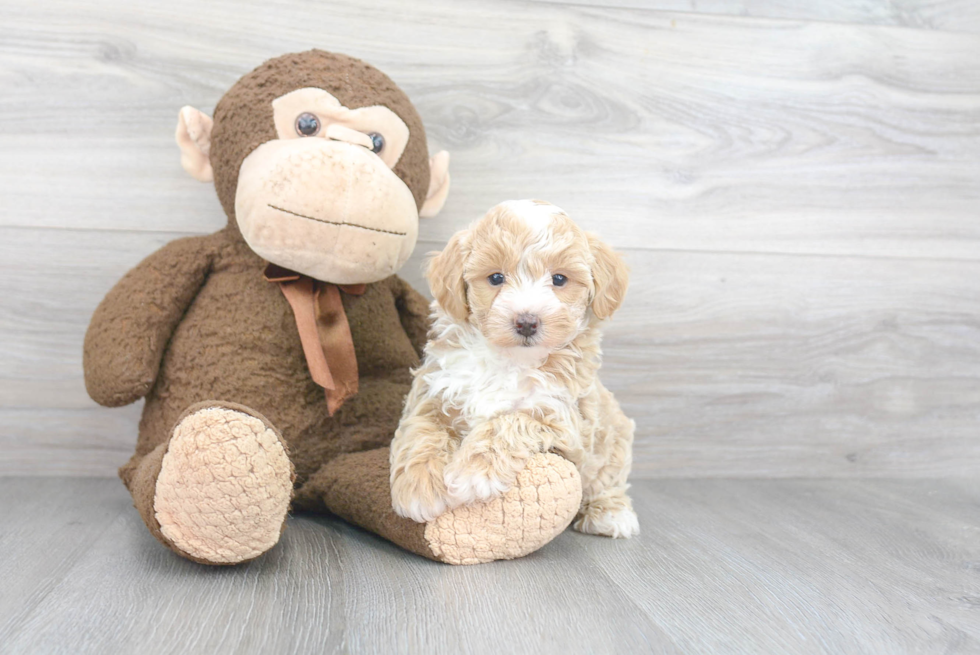 Hypoallergenic Maltese Poodle Poodle Mix Puppy