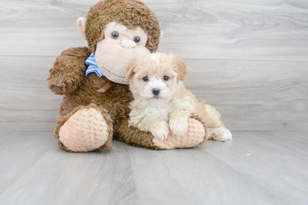 Happy Maltipoo Baby