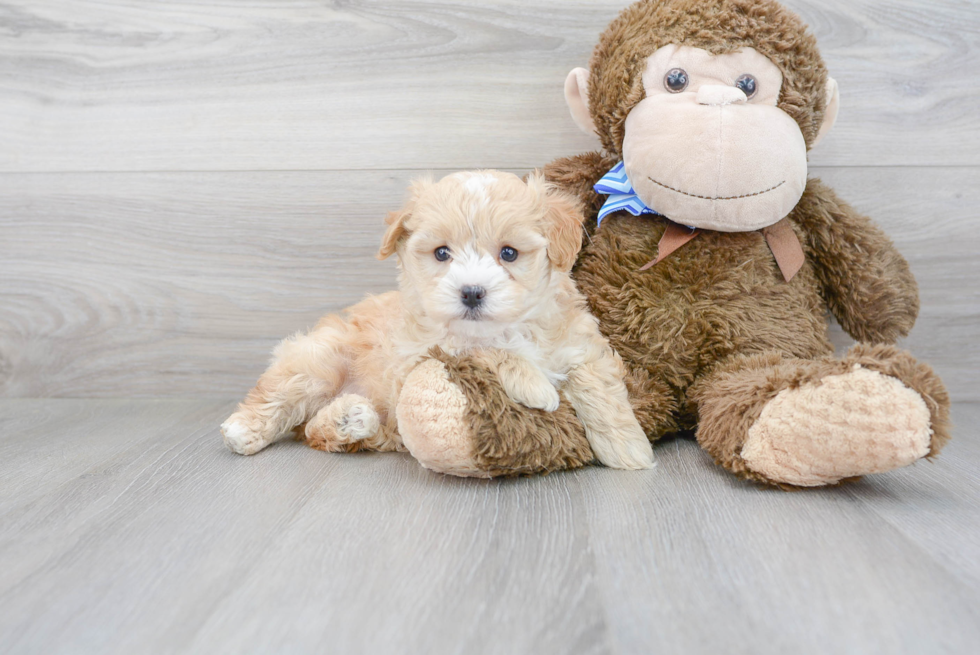 Petite Maltipoo Poodle Mix Pup