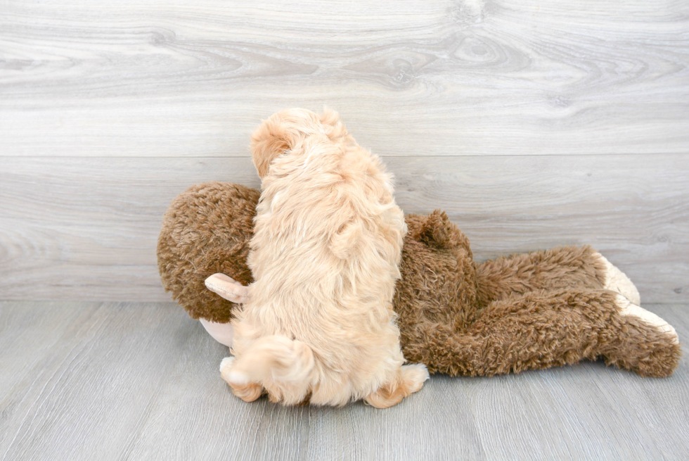 Happy Maltipoo Baby