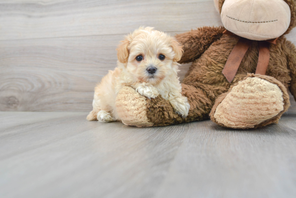 Cute Maltipoo Baby