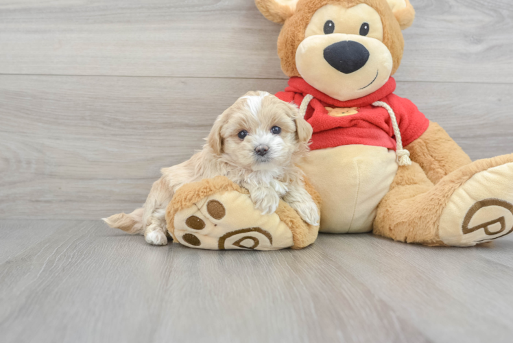 Best Maltipoo Baby