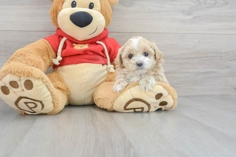 Popular Maltipoo Poodle Mix Pup