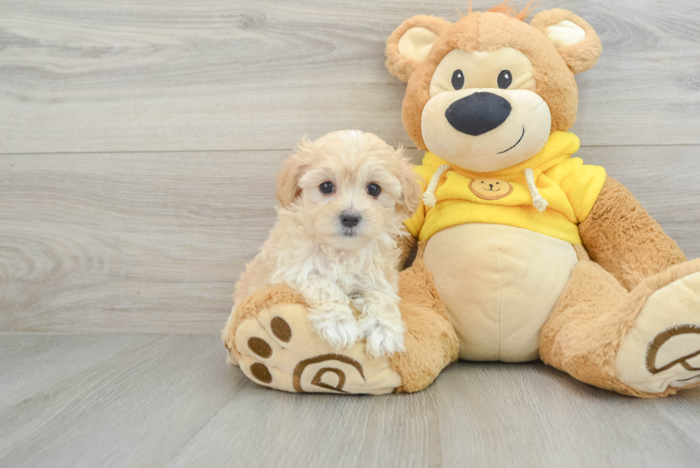 Energetic Maltepoo Poodle Mix Puppy