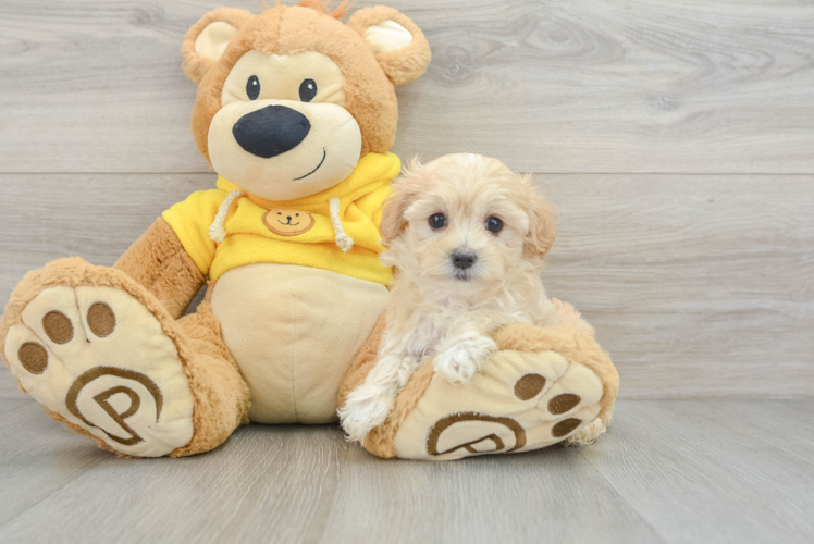 Best Maltipoo Baby