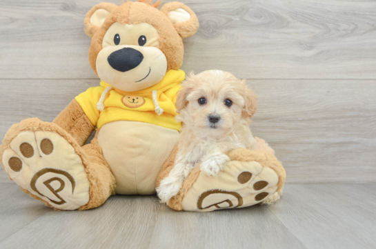 Best Maltipoo Baby