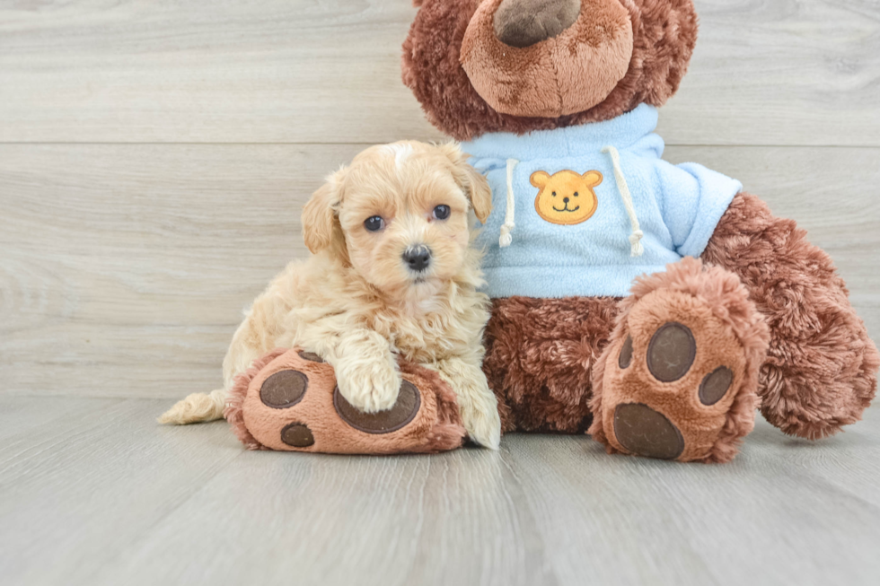 Friendly Maltipoo Baby