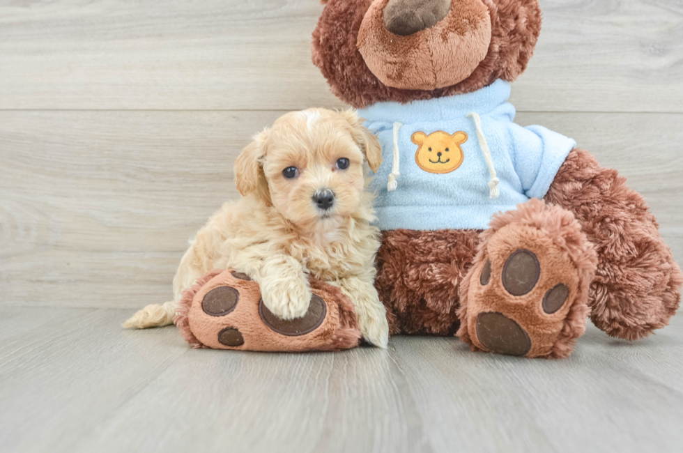 7 week old Maltipoo Puppy For Sale - Premier Pups