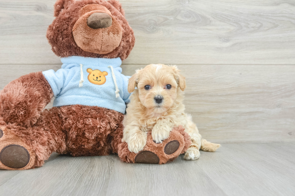 Fluffy Maltipoo Poodle Mix Pup