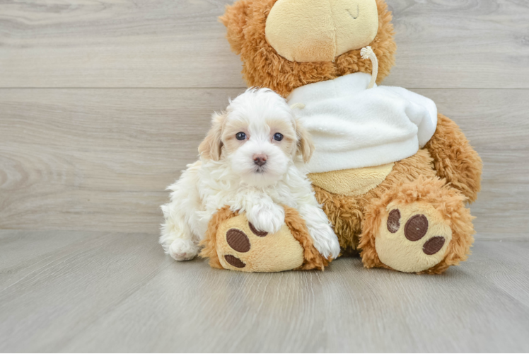 Maltipoo Puppy for Adoption