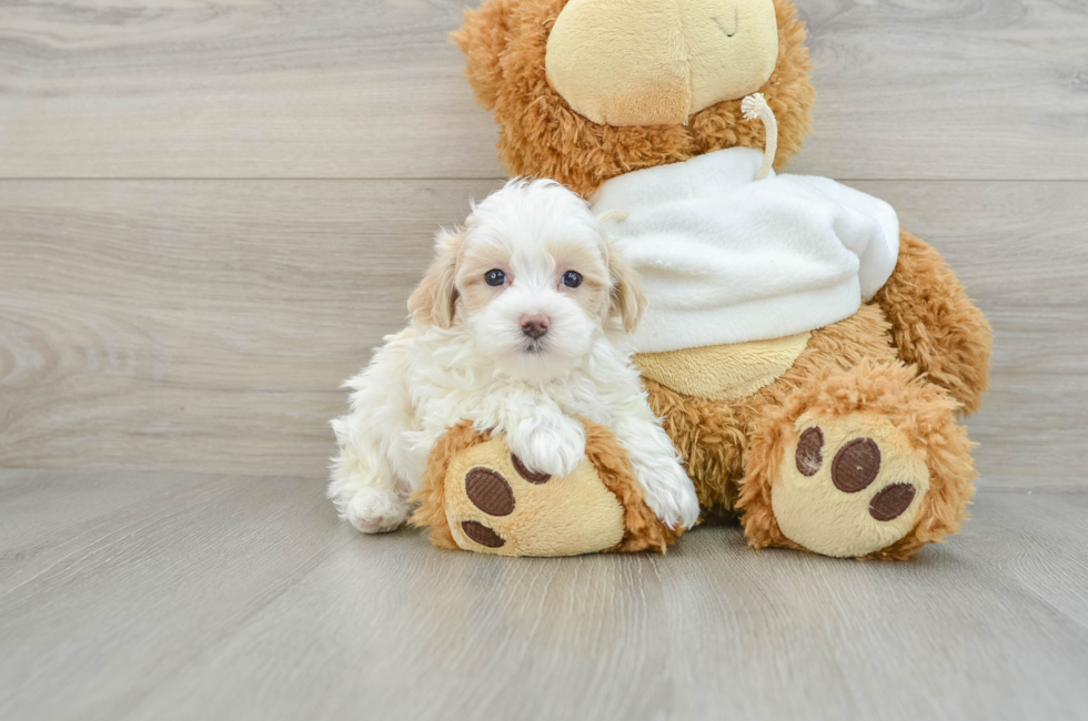 7 week old Maltipoo Puppy For Sale - Premier Pups