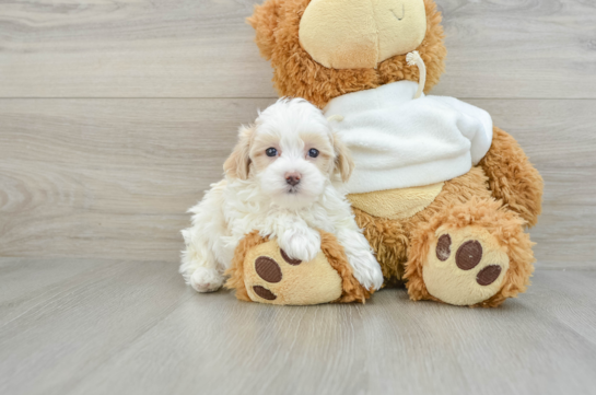 Maltipoo Puppy for Adoption