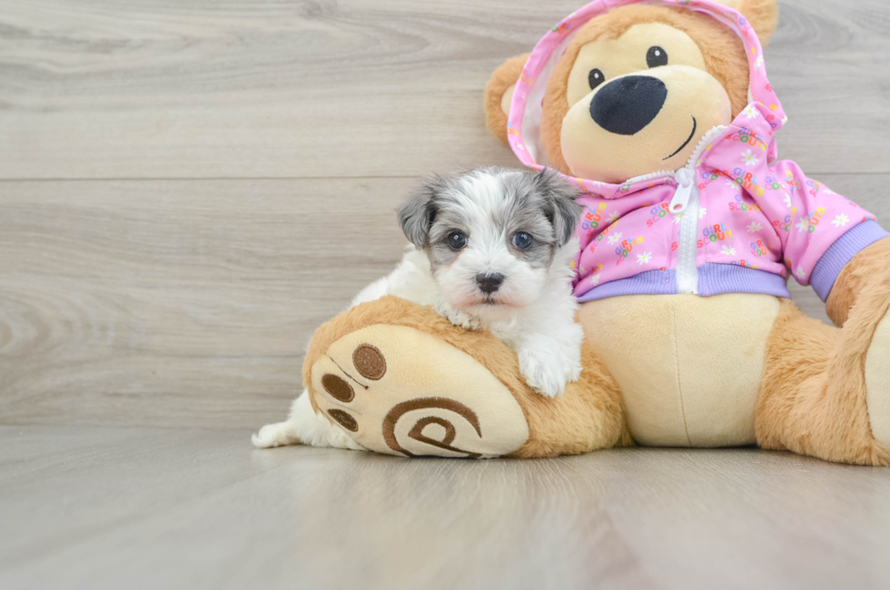 5 week old Maltipoo Puppy For Sale - Premier Pups