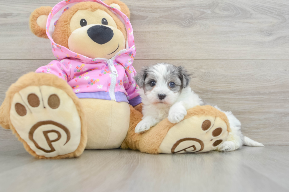 Small Maltipoo Baby