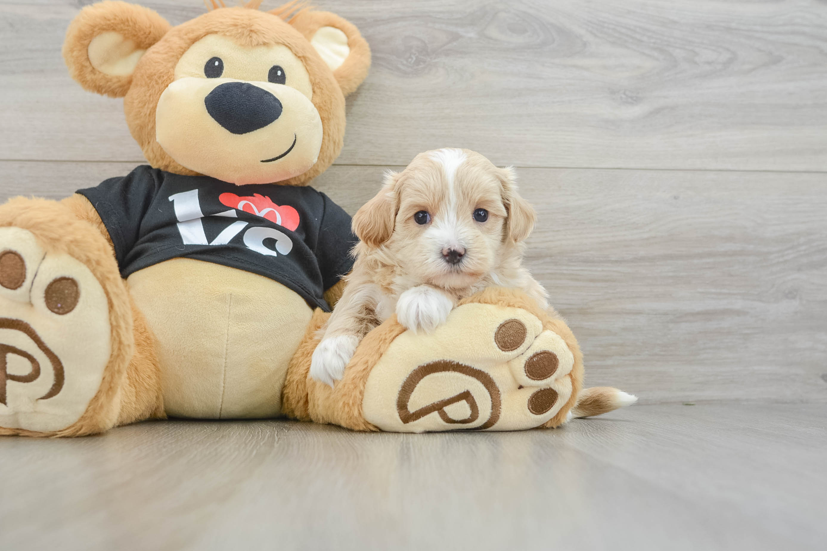 Best Maltipoo Baby