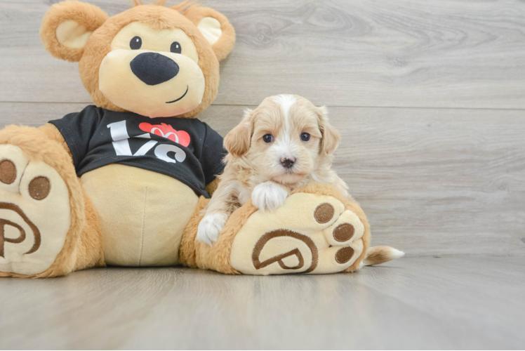 Best Maltipoo Baby