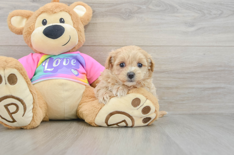 5 week old Maltipoo Puppy For Sale - Premier Pups
