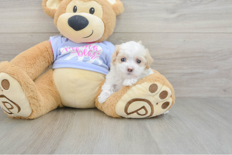 Fluffy Maltipoo Poodle Mix Pup