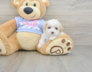 8 week old Maltipoo Puppy For Sale - Premier Pups