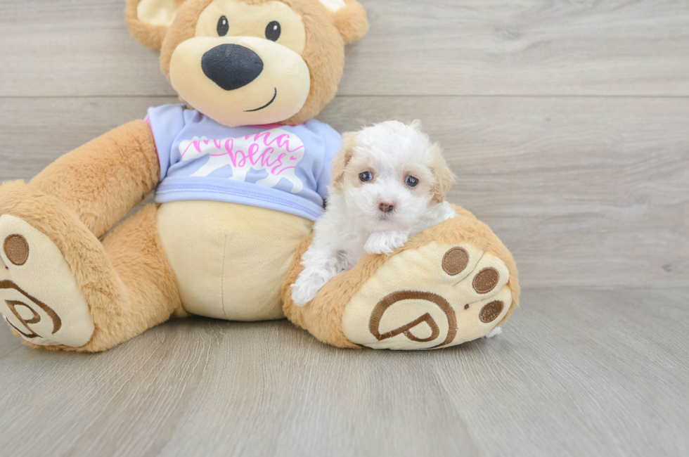 5 week old Maltipoo Puppy For Sale - Premier Pups