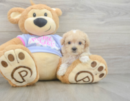 9 week old Maltipoo Puppy For Sale - Premier Pups