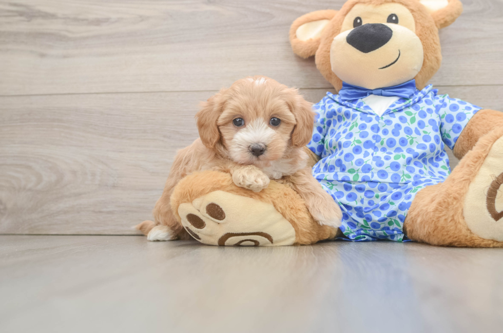 6 week old Maltipoo Puppy For Sale - Premier Pups