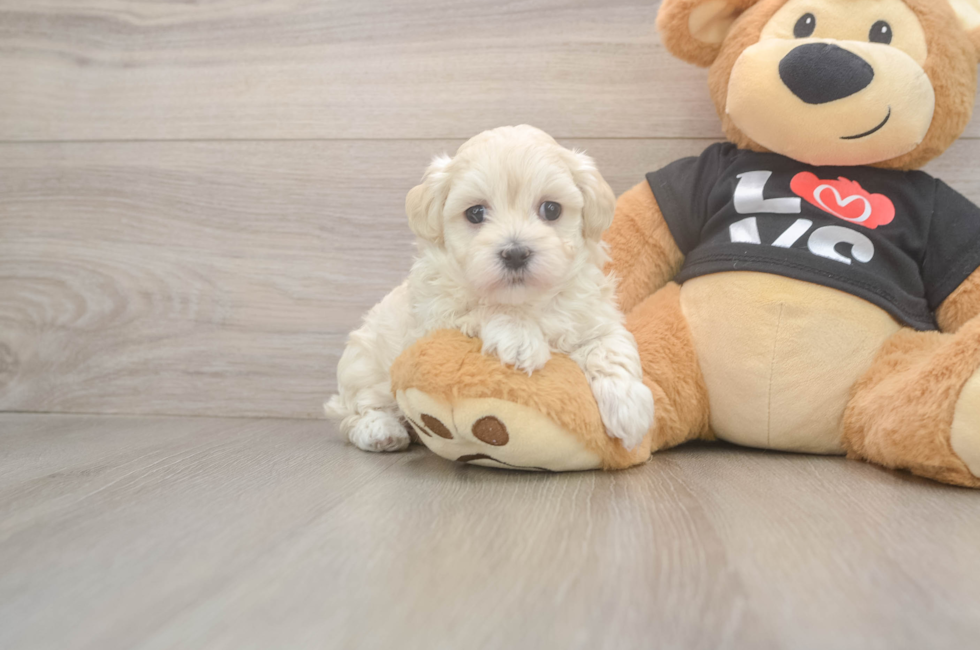 5 week old Maltipoo Puppy For Sale - Premier Pups