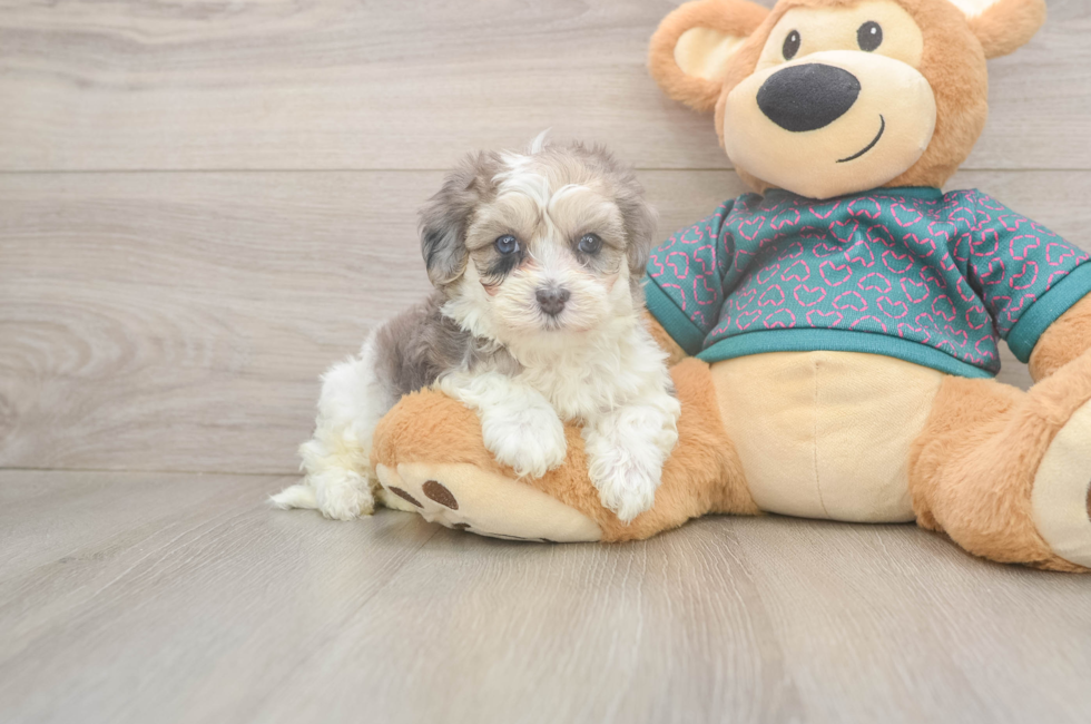 6 week old Maltipoo Puppy For Sale - Premier Pups