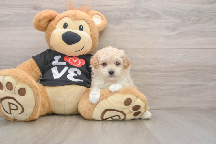 Best Maltipoo Baby
