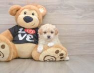 6 week old Maltipoo Puppy For Sale - Premier Pups
