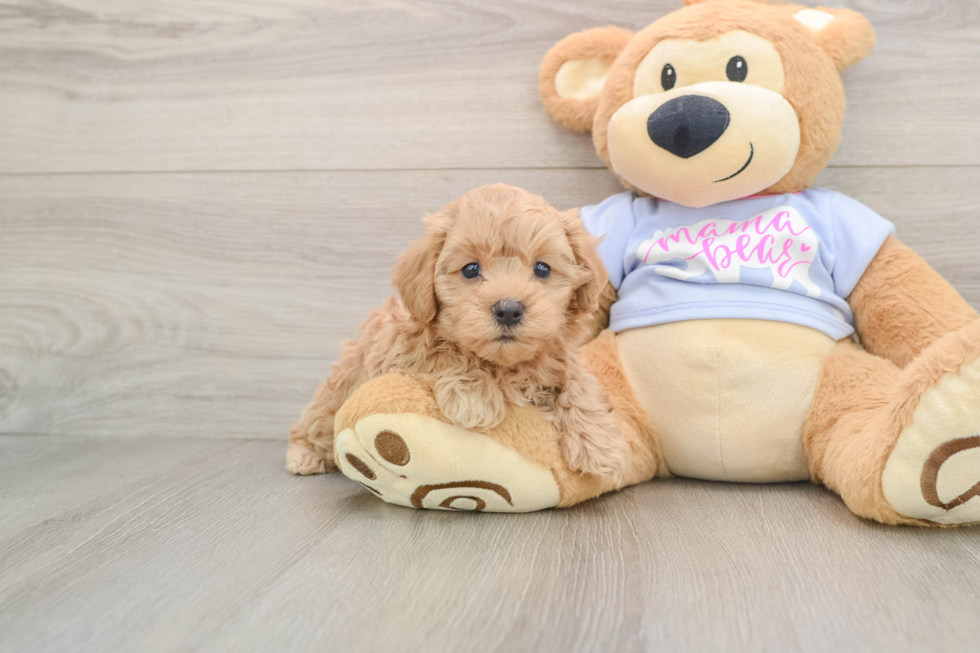 Petite Maltipoo Poodle Mix Pup