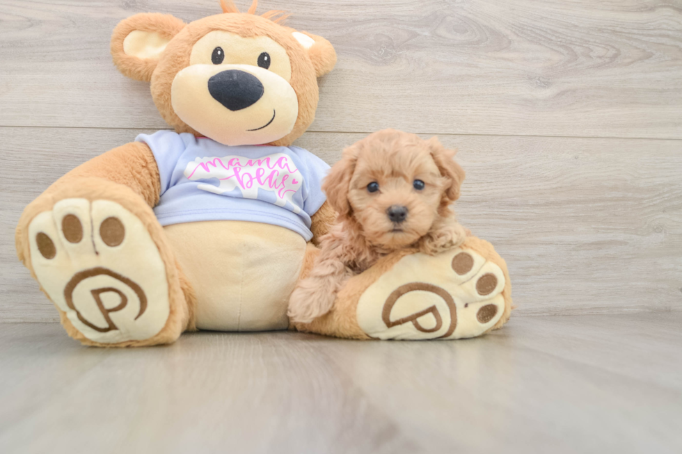 Maltipoo Puppy for Adoption