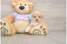 Maltipoo Pup Being Cute