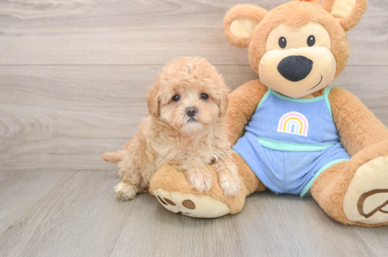 Best Maltipoo Baby
